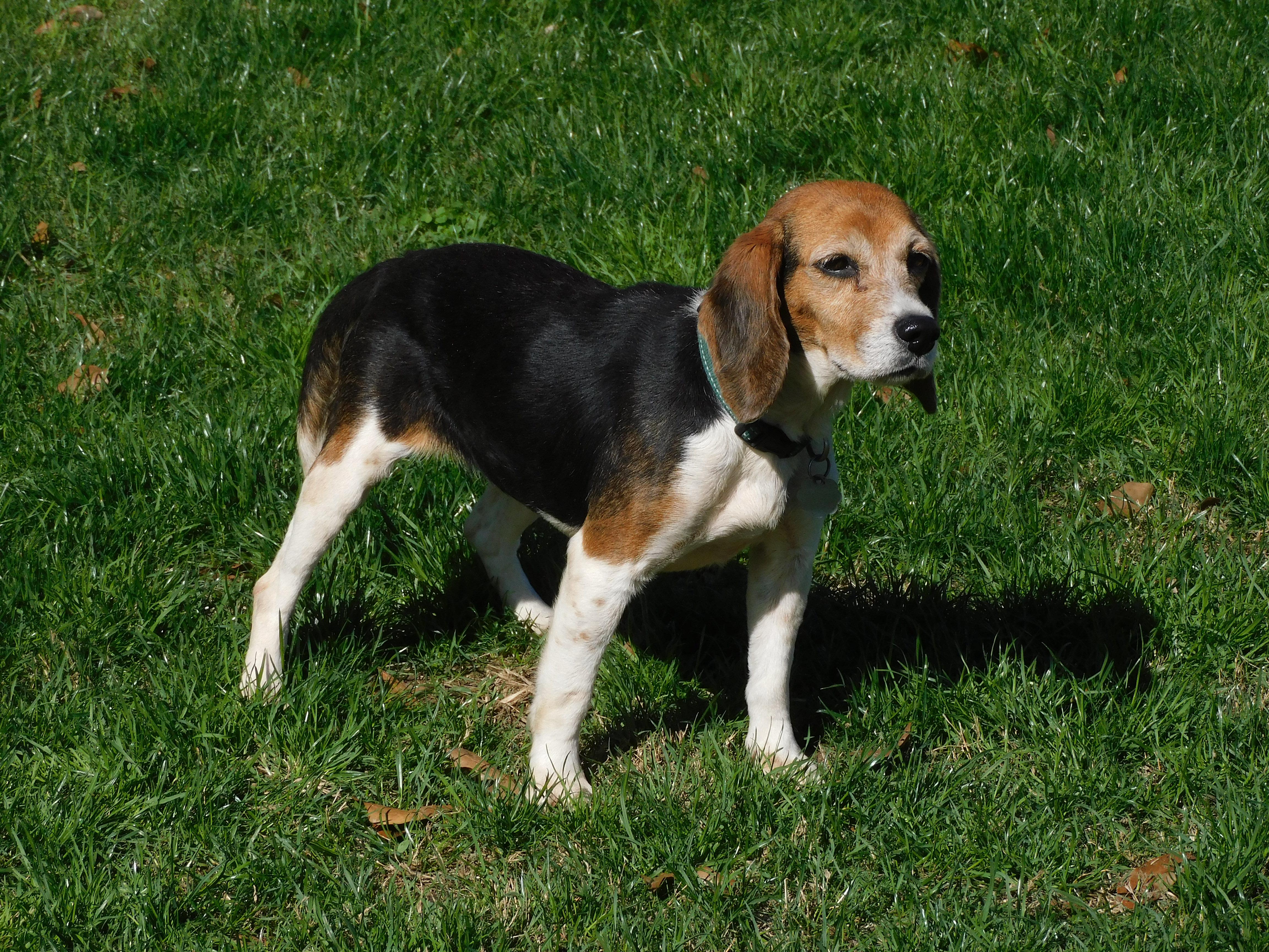 Enlarge Pepper, a Adoptable Beagle in Prairieville, LA image 5/6