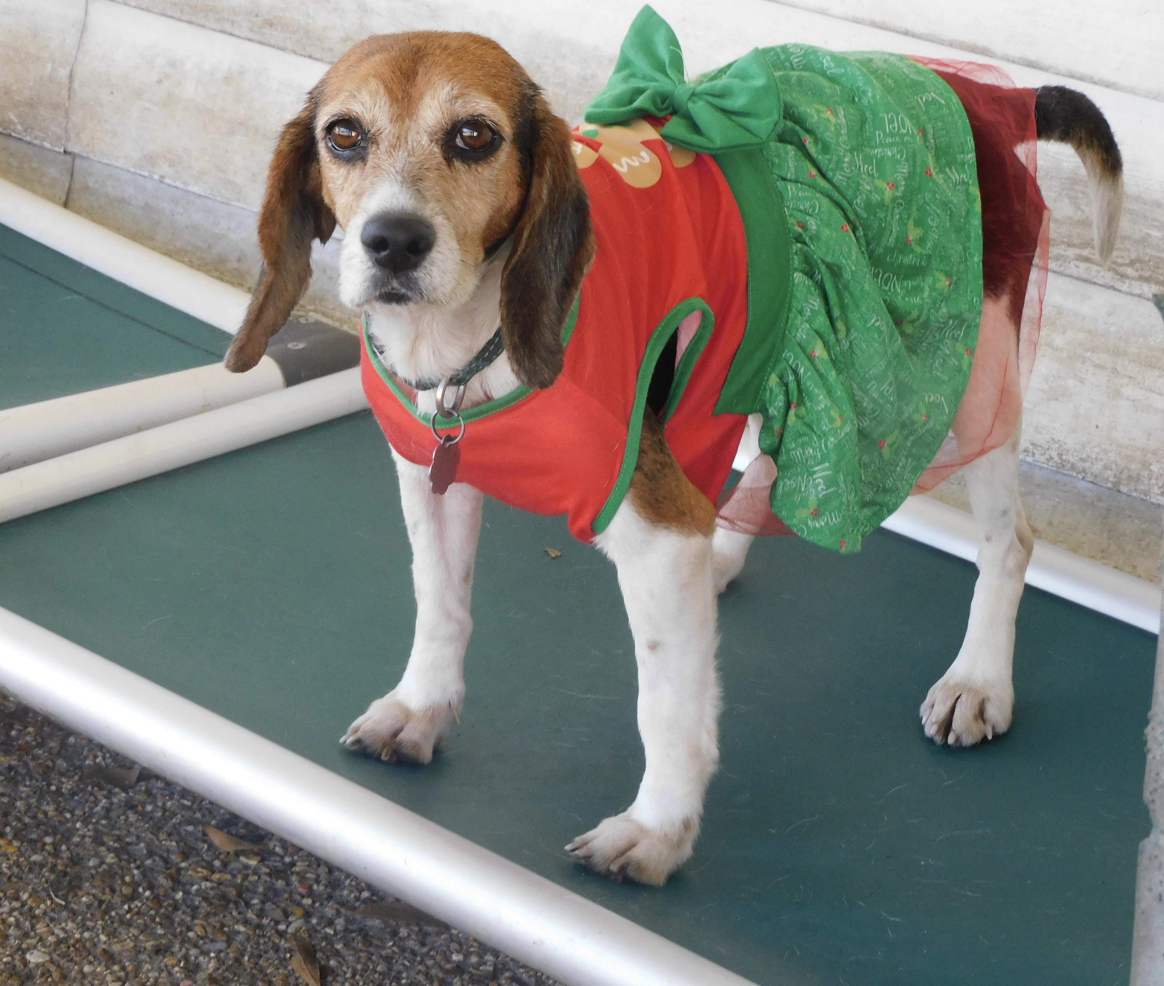 Pepper, Adoptable, Adult Female Beagle.