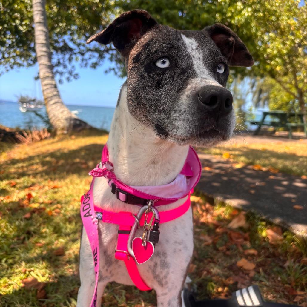 Lucky Charms, Adoptable, Adult Female Mixed Breed.