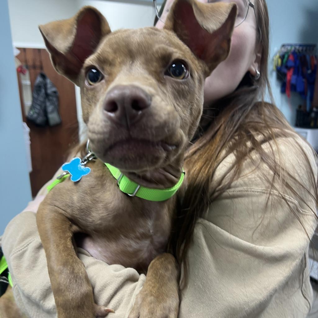 Nutty Buddy thumbnail 3