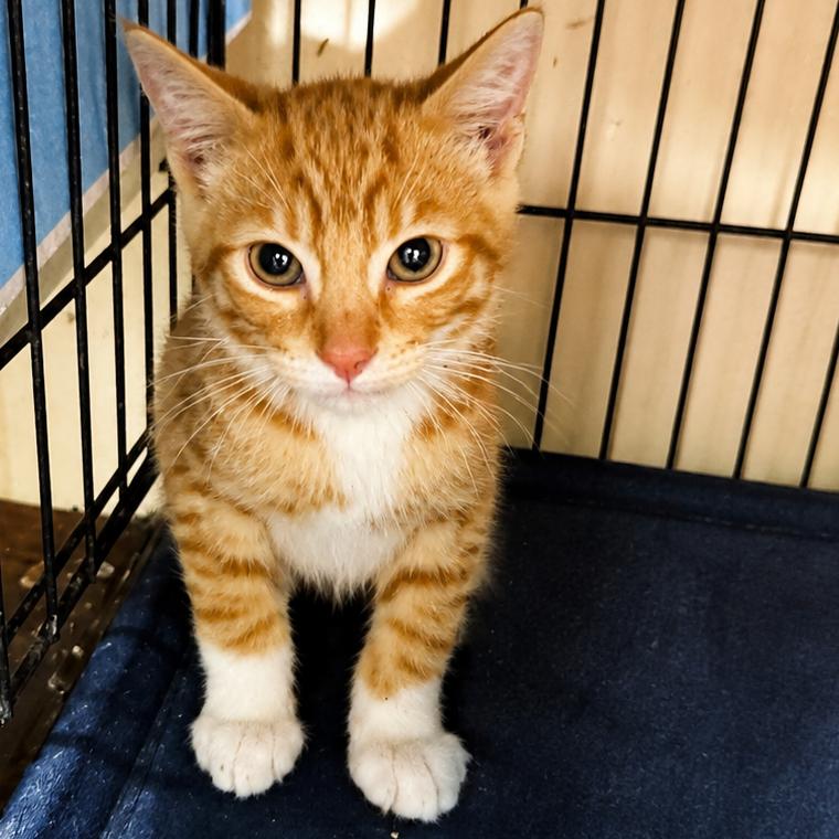 Moe, Adoptable, Kitten Male Domestic Short Hair.