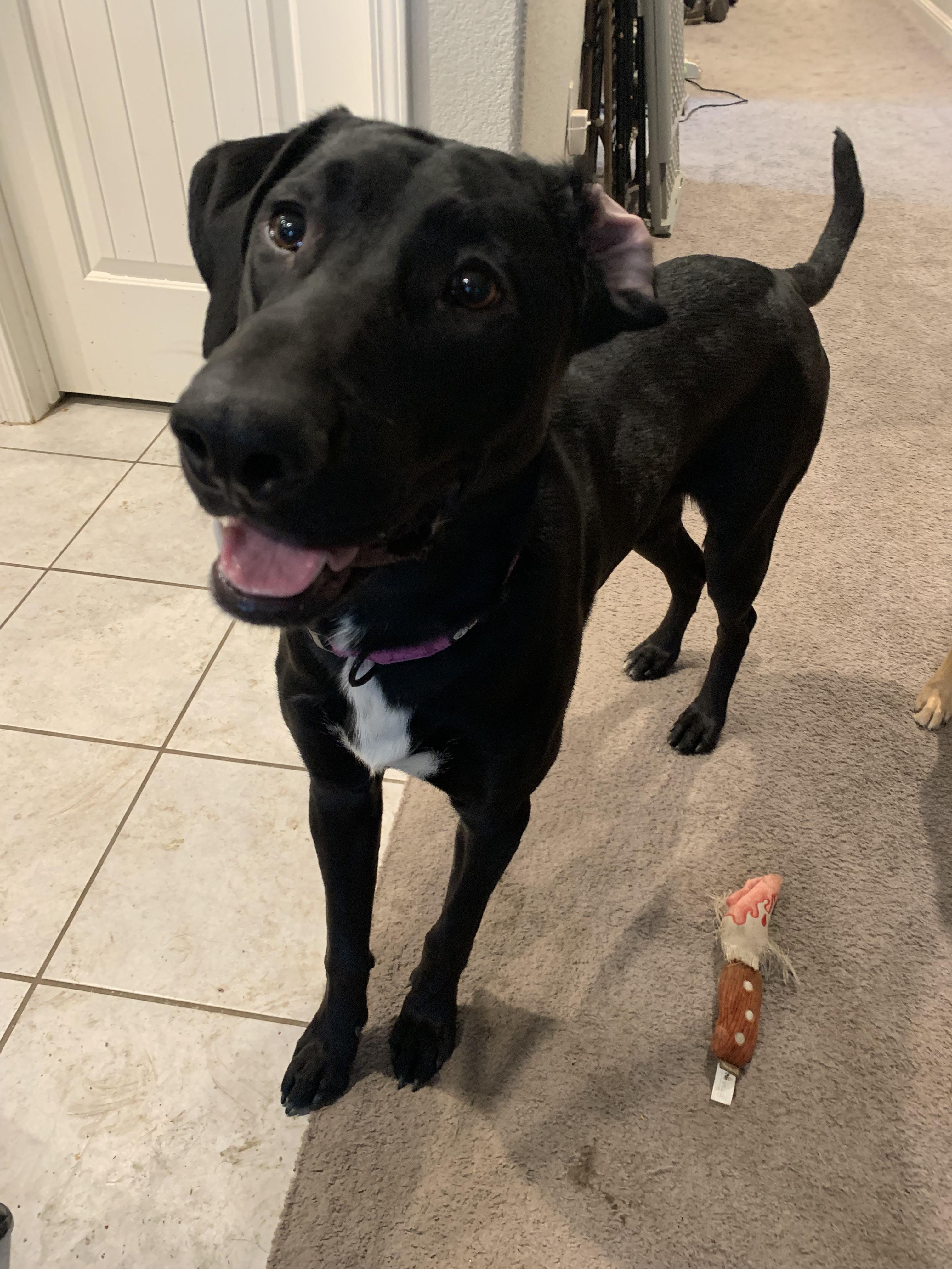 Blackjack, a Adoptable mixed breed in San Francisco, CA image 3/6