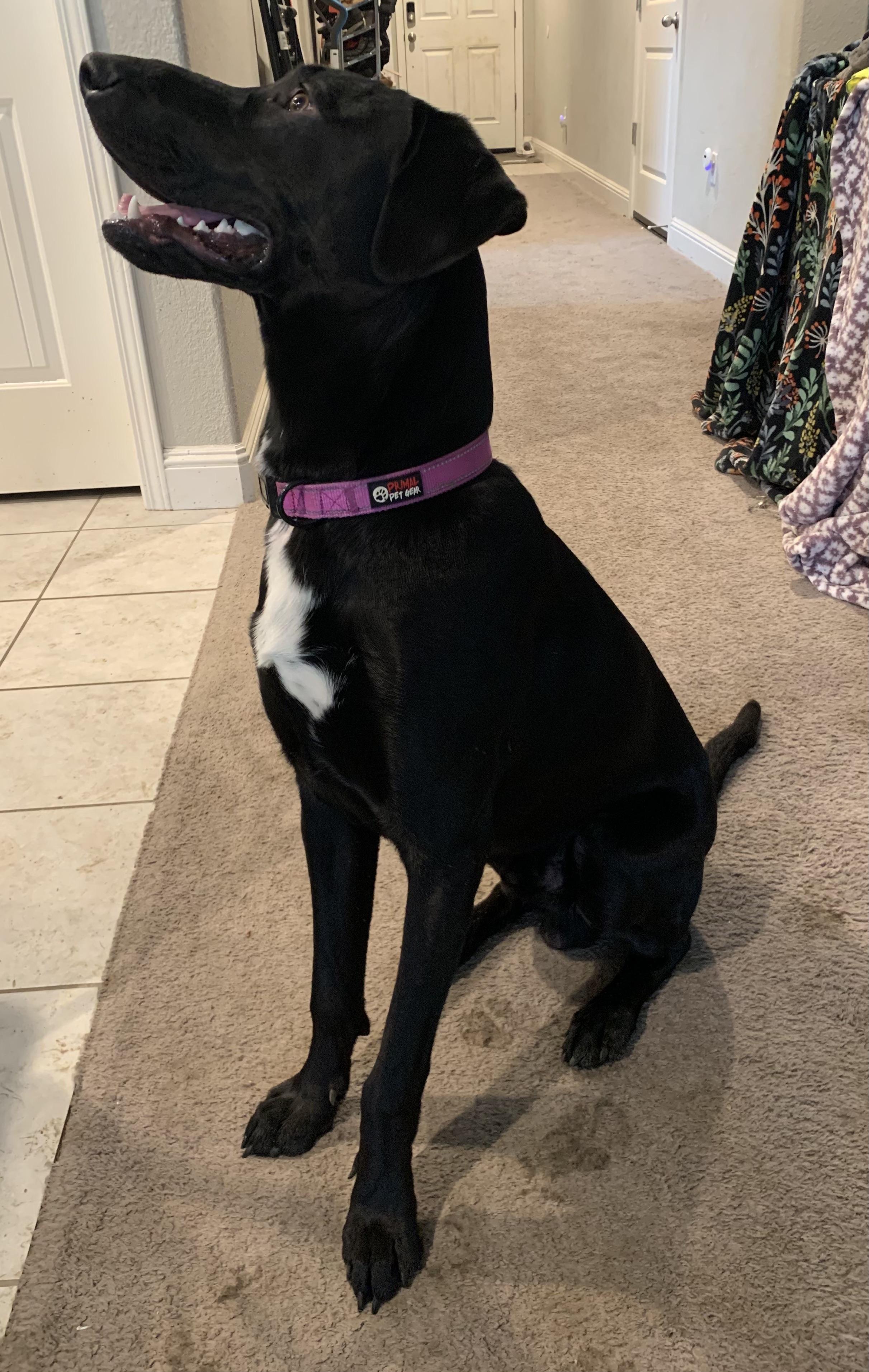 Blackjack — thumbnail 3