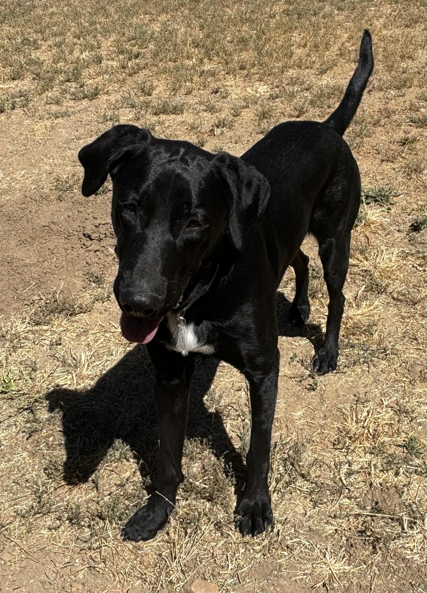 Blackjack, a Adoptable mixed breed in San Francisco, CA image 5/6