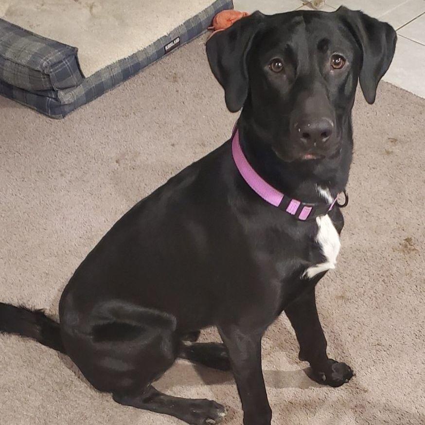 Blackjack, Adoptable, Young Male German Shorthaired Pointer & German Shepherd Dog.