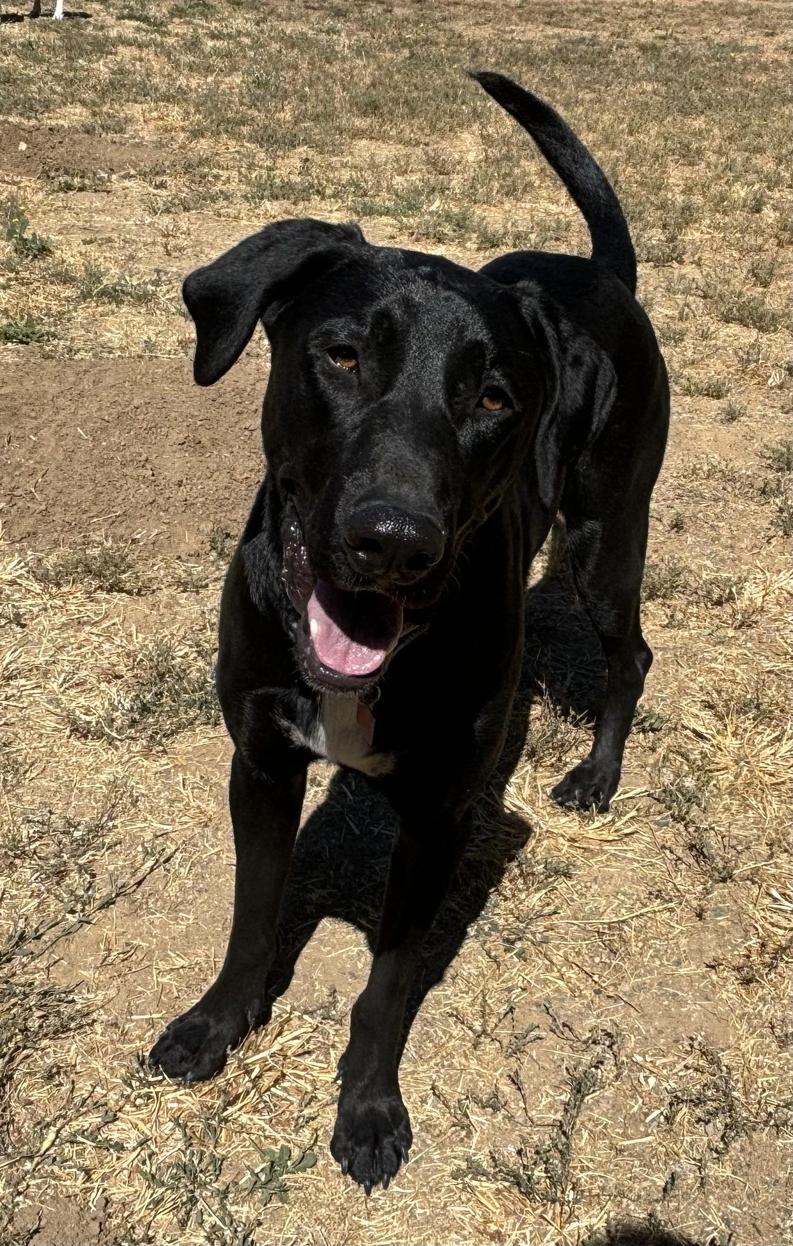 Blackjack, a Adoptable mixed breed in San Francisco, CA image 6/6