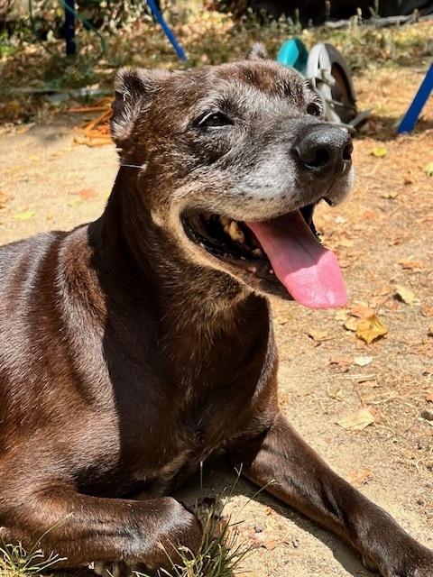 Halo, Adoptable, Senior Male Labrador Retriever.