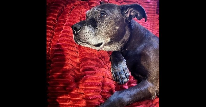 Enlarge Halo, a Adoptable mixed breed in Youngsville, NC image 3/6