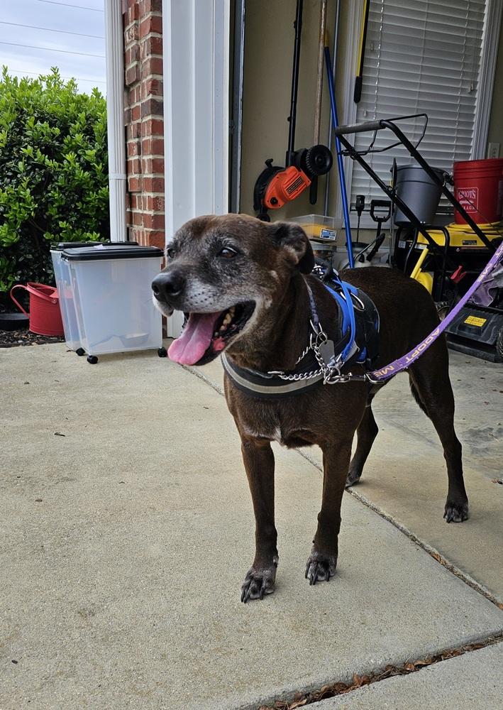 Enlarge Halo, a Adoptable mixed breed in Youngsville, NC image 4/6