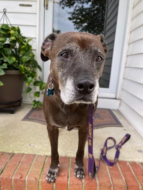 Enlarge Halo, a Adoptable mixed breed in Youngsville, NC image 5/6