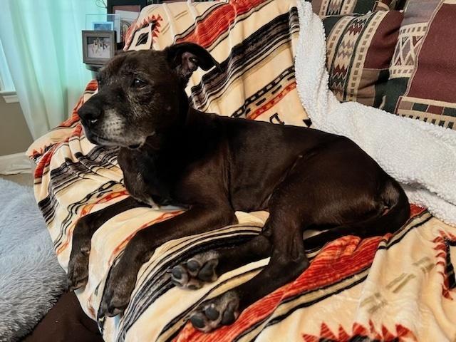 Enlarge Halo, a Adoptable mixed breed in Youngsville, NC image 6/6