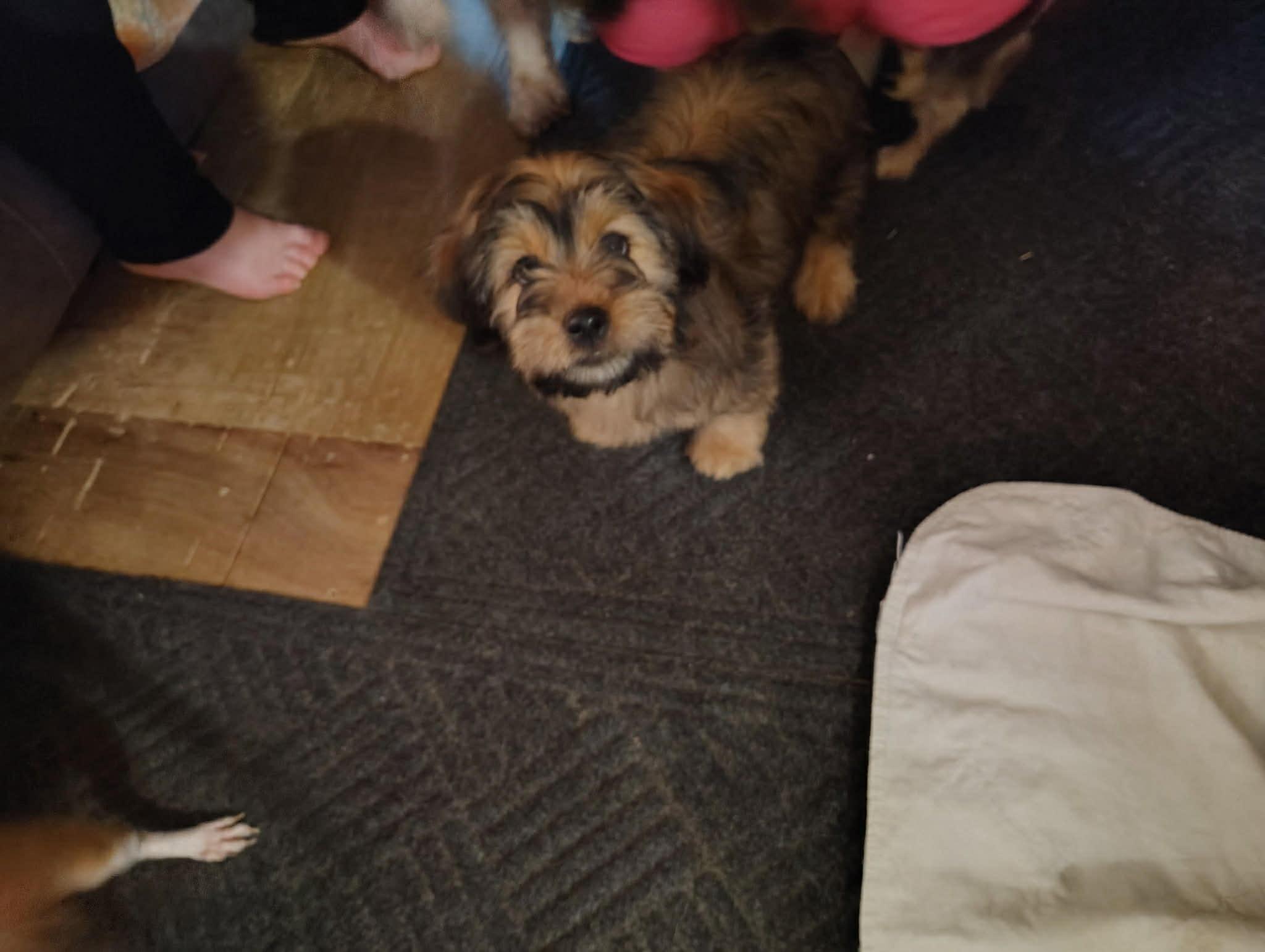 Enlarge Courtesy Post - Hudson, an adopted Shih Tzu in Vernon, CT image 4/4