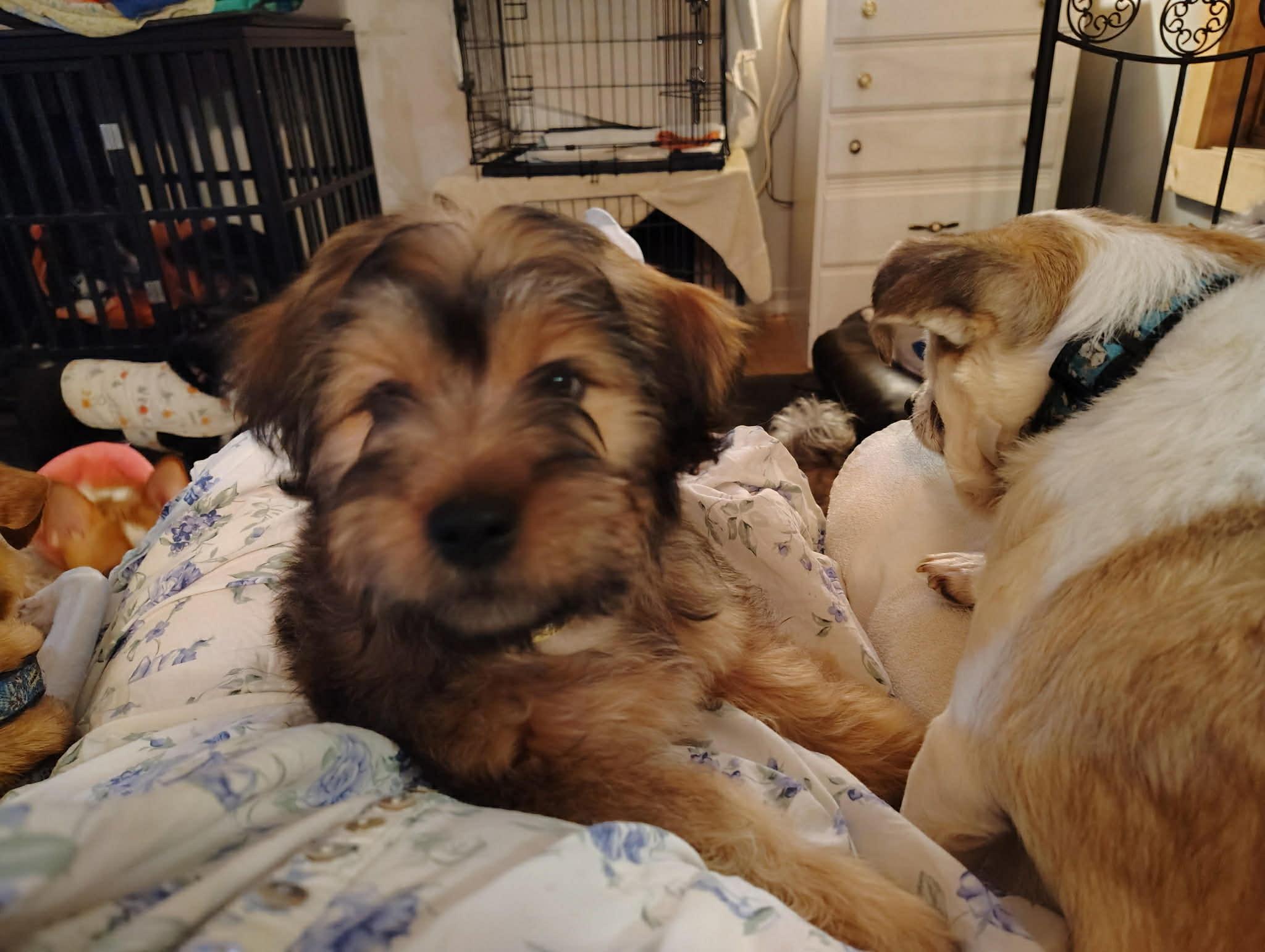 Enlarge Courtesy Post - Hudson, an adopted Shih Tzu in Vernon, CT image 2/4