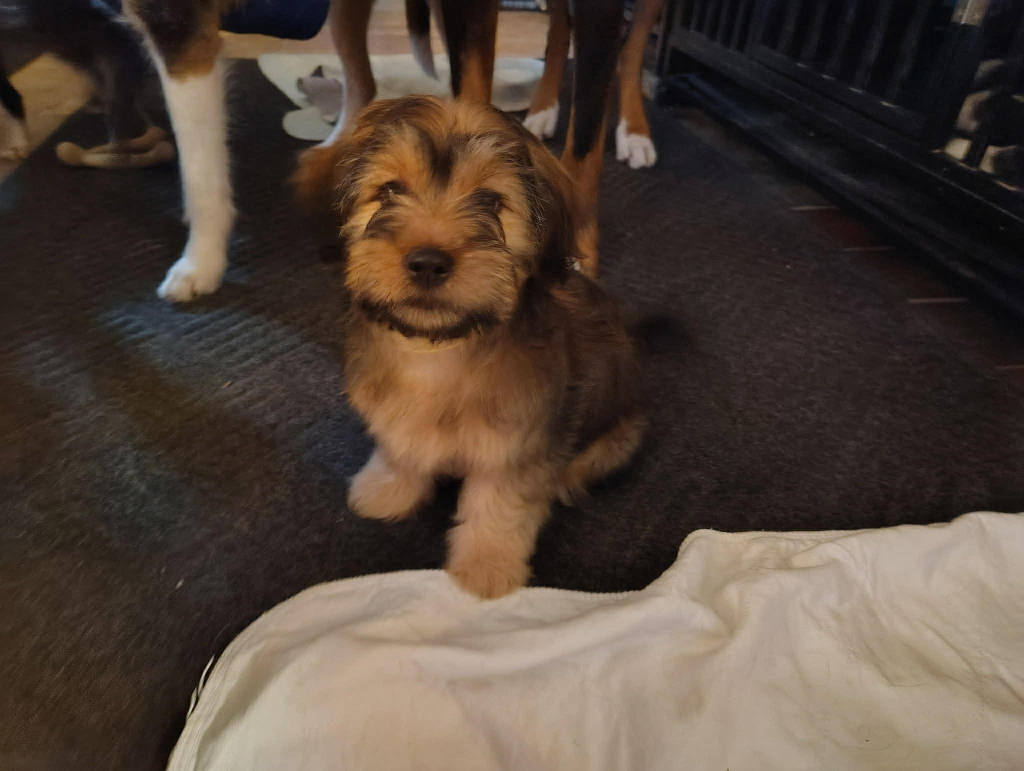 Courtesy Post - Hudson, adopted, Puppy Male Shih Tzu.