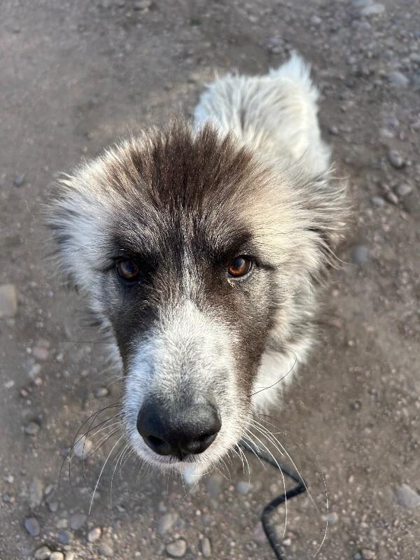 Chicken, Adoptable, Young Male Great Pyrenees & Mixed Breed.