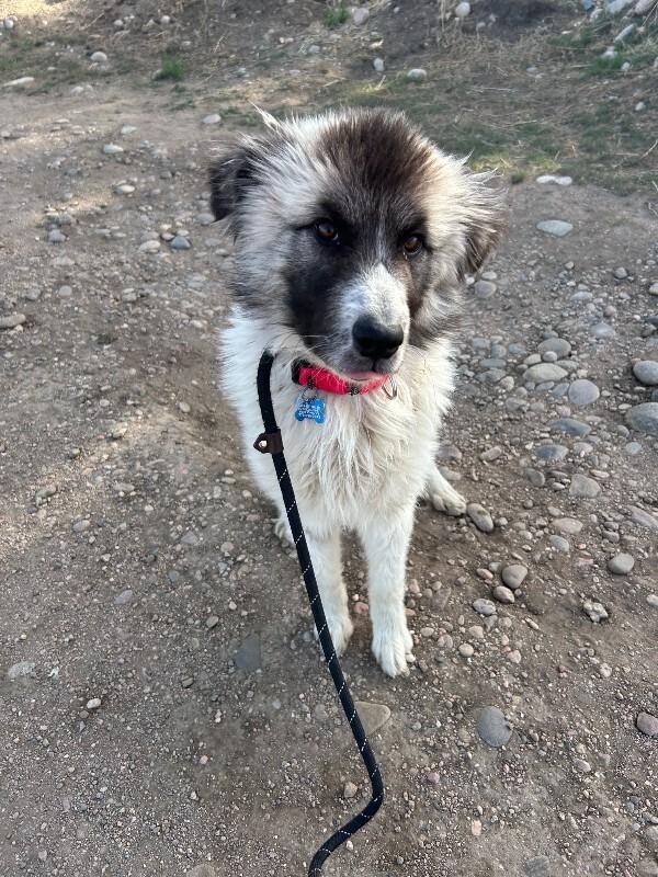 Enlarge Chicken, a Adoptable mixed breed in Fort Collins, CO image 2/6