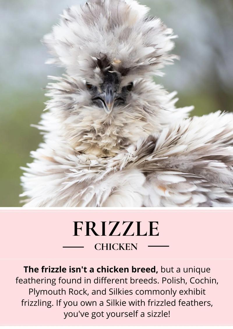 Enlarge Chicken, a Adoptable mixed breed in Fort Collins, CO image 3/6