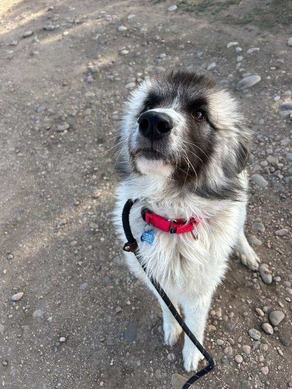 Enlarge Chicken, a Adoptable mixed breed in Fort Collins, CO image 4/6