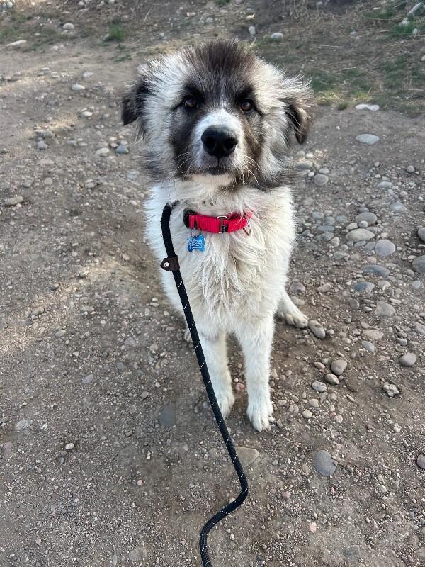 Enlarge Chicken, a Adoptable mixed breed in Fort Collins, CO image 5/6