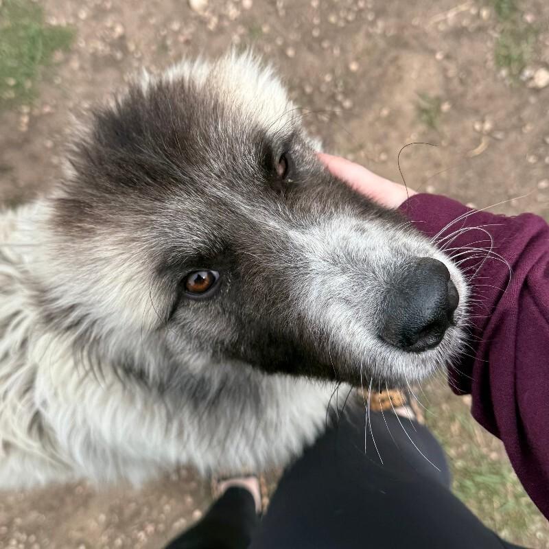 Enlarge Chicken, a Adoptable mixed breed in Fort Collins, CO image 6/6