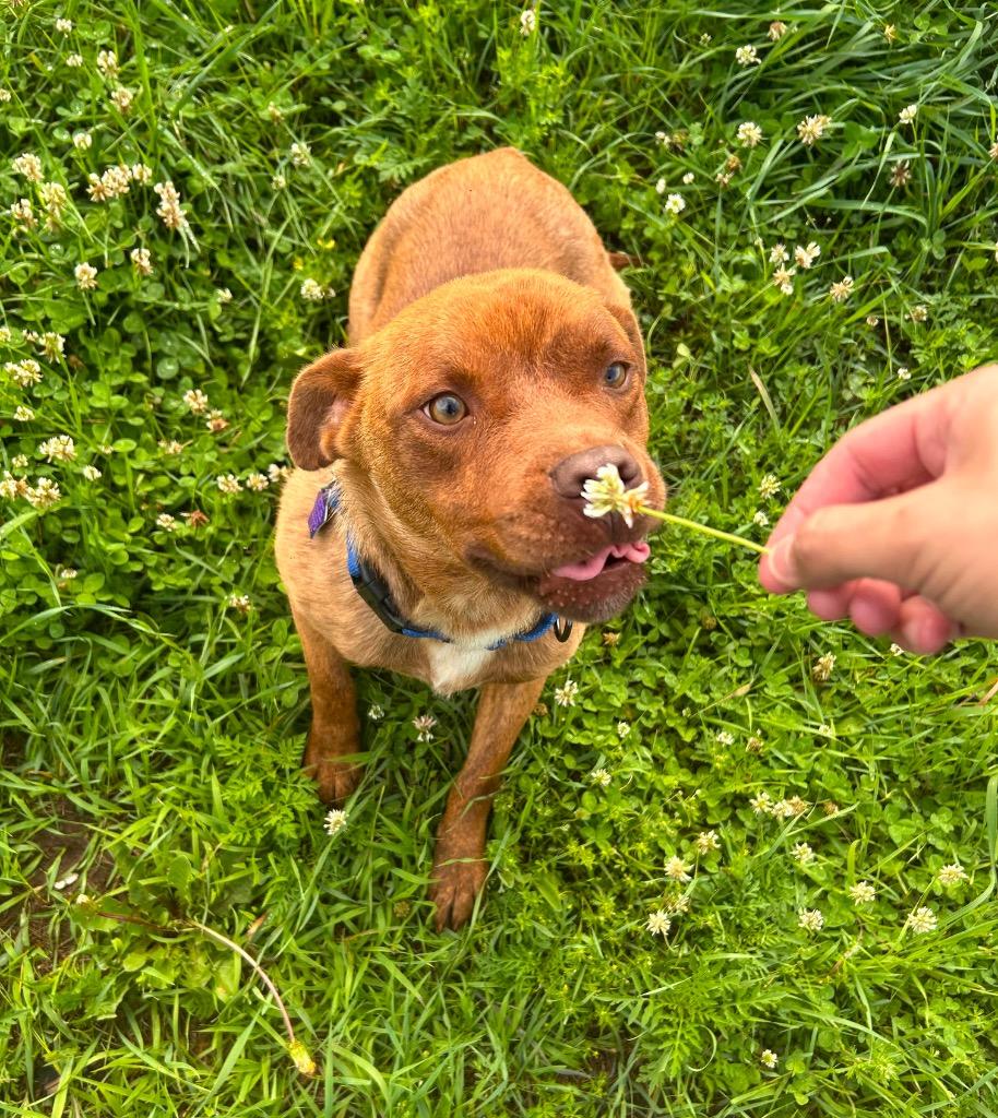 Teddy, Adoptable, Young Male Pit Bull Terrier.