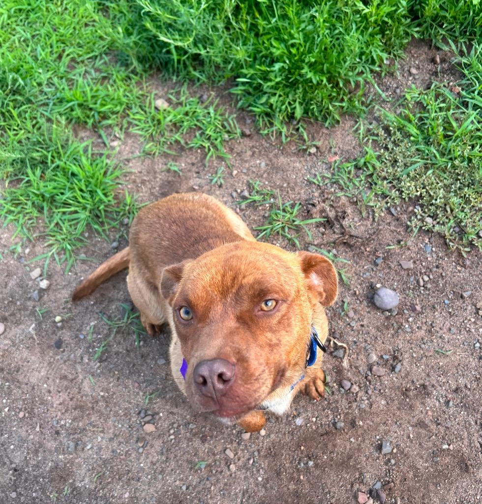 Teddy, a Adoptable Pit Bull Terrier in Spooner, WI image 2/6