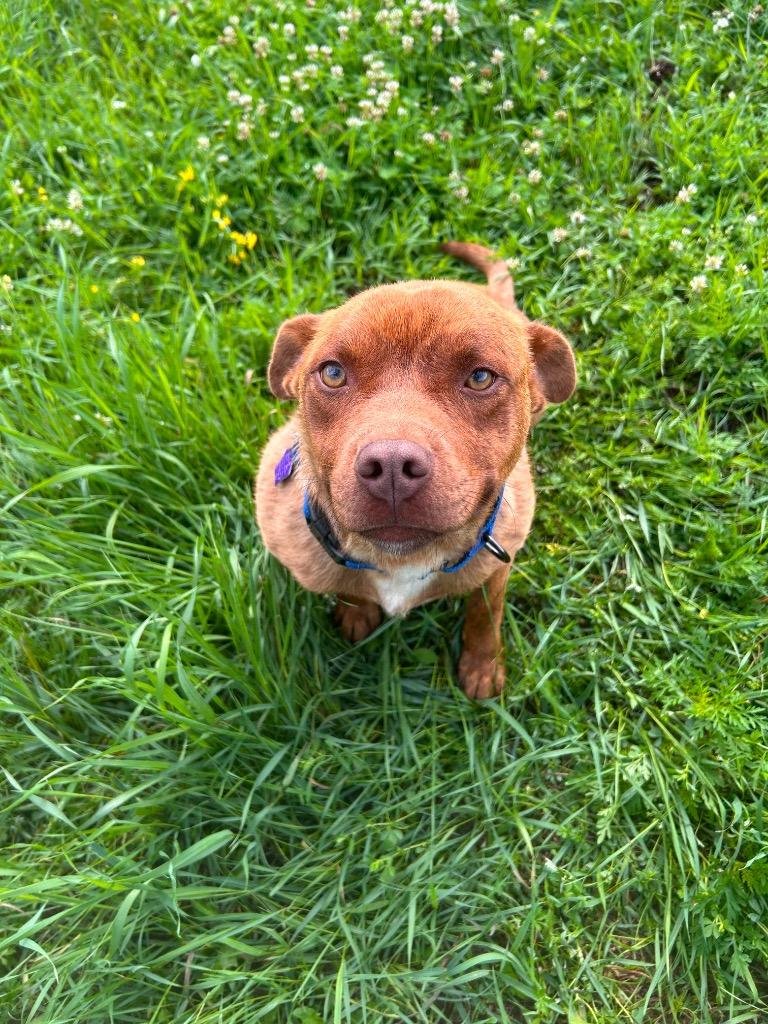 Teddy, a Adoptable Pit Bull Terrier in Spooner, WI image 3/6