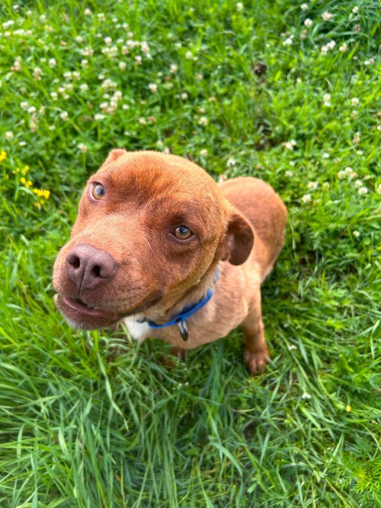 Teddy, a Adoptable Pit Bull Terrier in Spooner, WI image 4/6