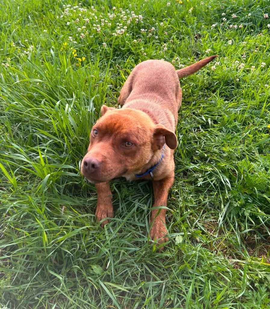 Teddy, a Adoptable Pit Bull Terrier in Spooner, WI image 5/6