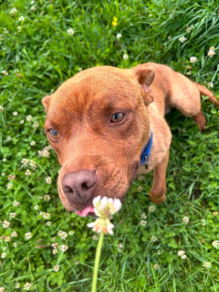 Teddy, a Adoptable Pit Bull Terrier in Spooner, WI image 6/6