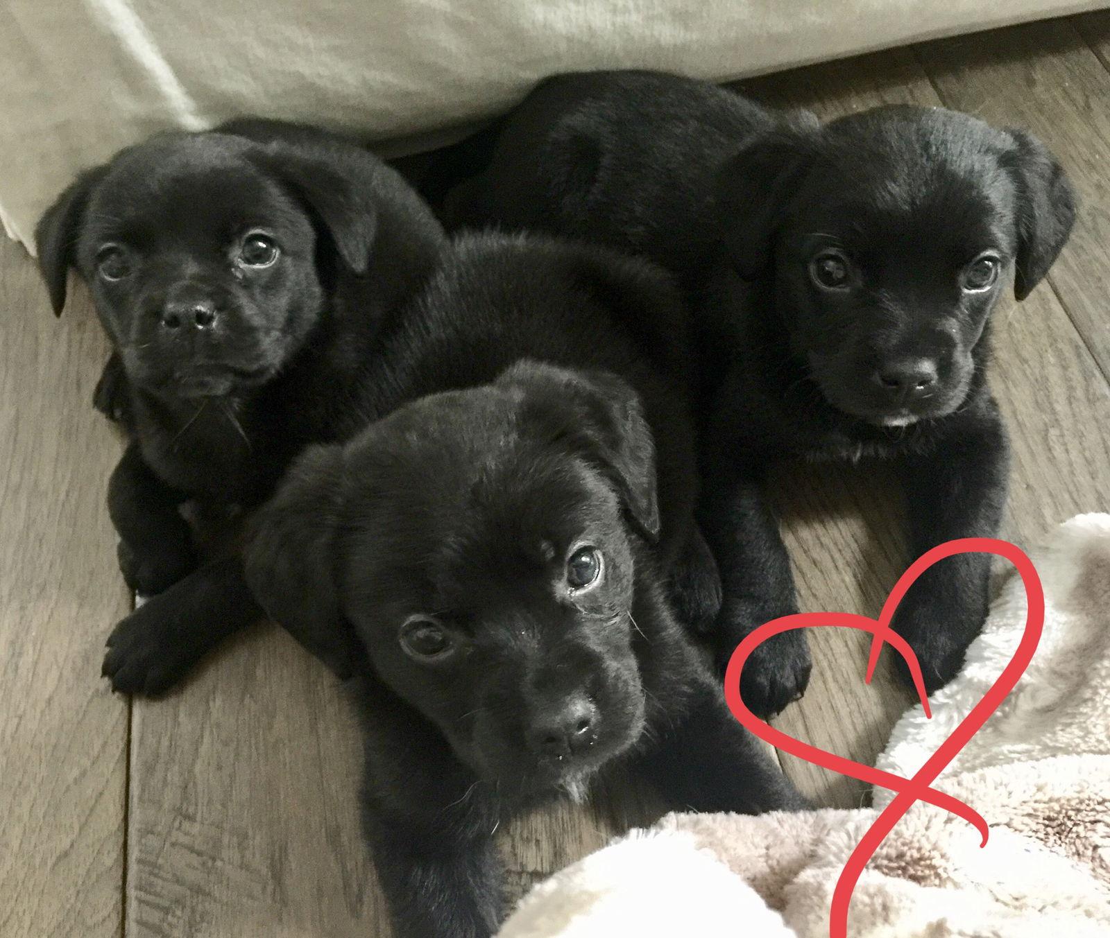 Griffon, Adopted, Puppy Male Labrador Retriever & Terrier.