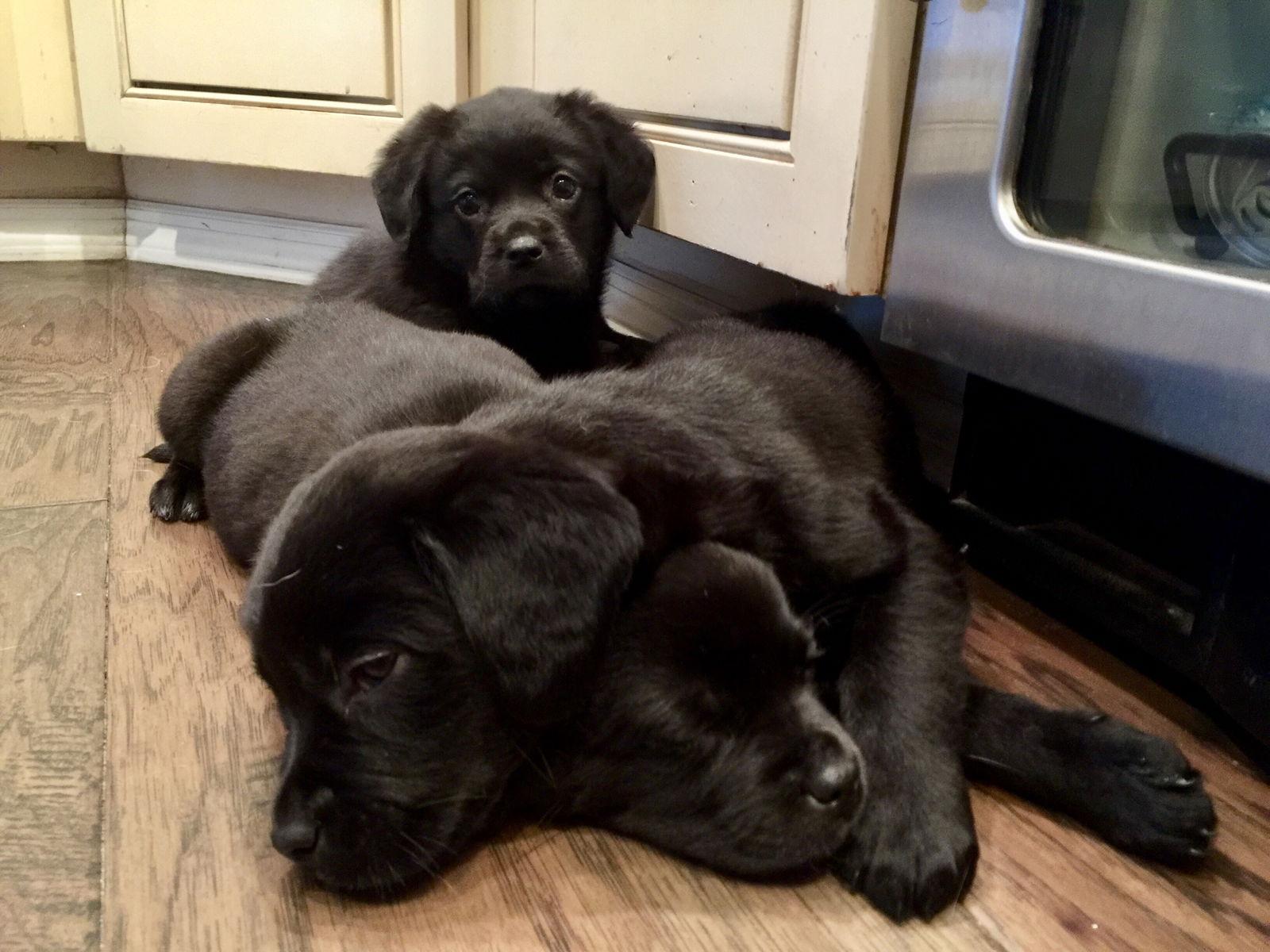 Griffon, a Adopted mixed breed in Royal Palm Beach, FL image 2/3