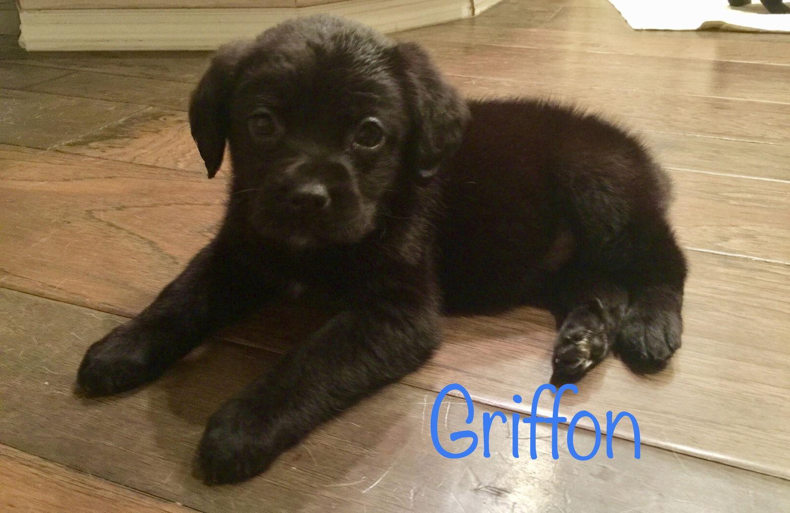 Griffon, a Adopted mixed breed in Royal Palm Beach, FL image 3/3
