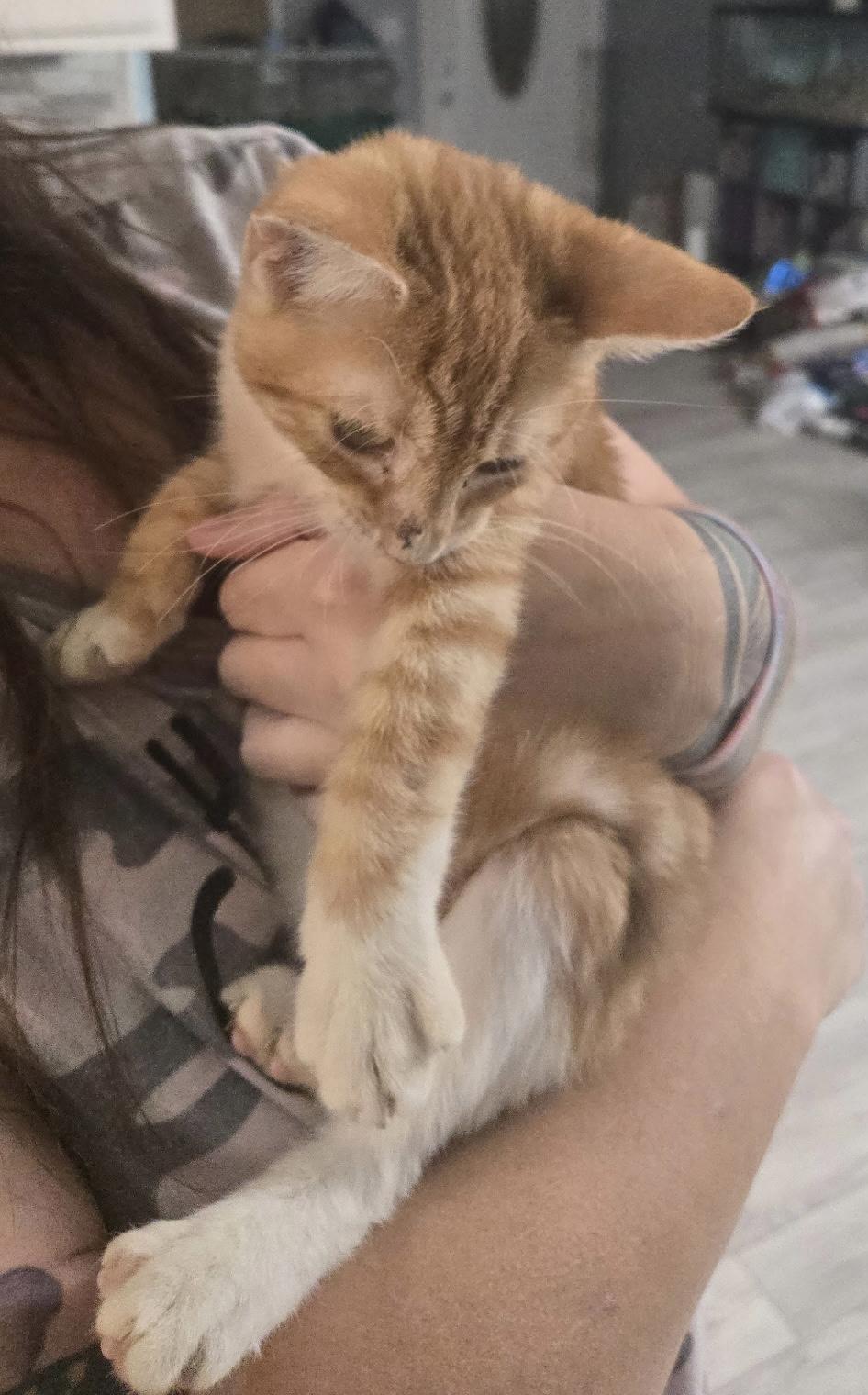 Rene, adopted, Kitten Female Domestic Short Hair.