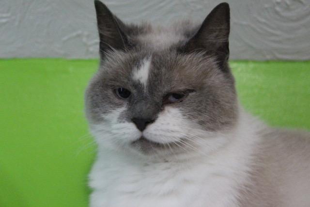 Jasmine, Adult Female Ragdoll