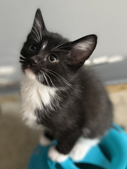 Snoopy, a Adopted mixed breed in Mount Pleasant, IA image 1/3