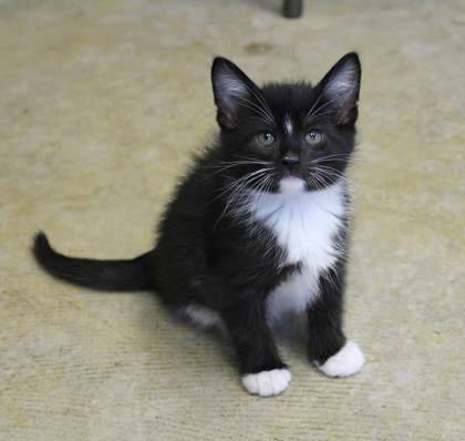 Snoopy, a Adopted mixed breed in Mount Pleasant, IA image 2/3