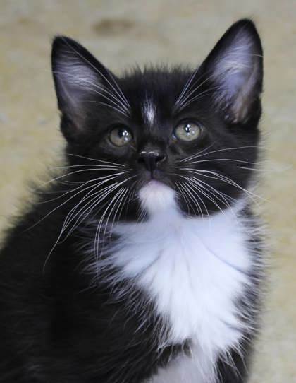 Snoopy, a Adopted mixed breed in Mount Pleasant, IA image 3/3