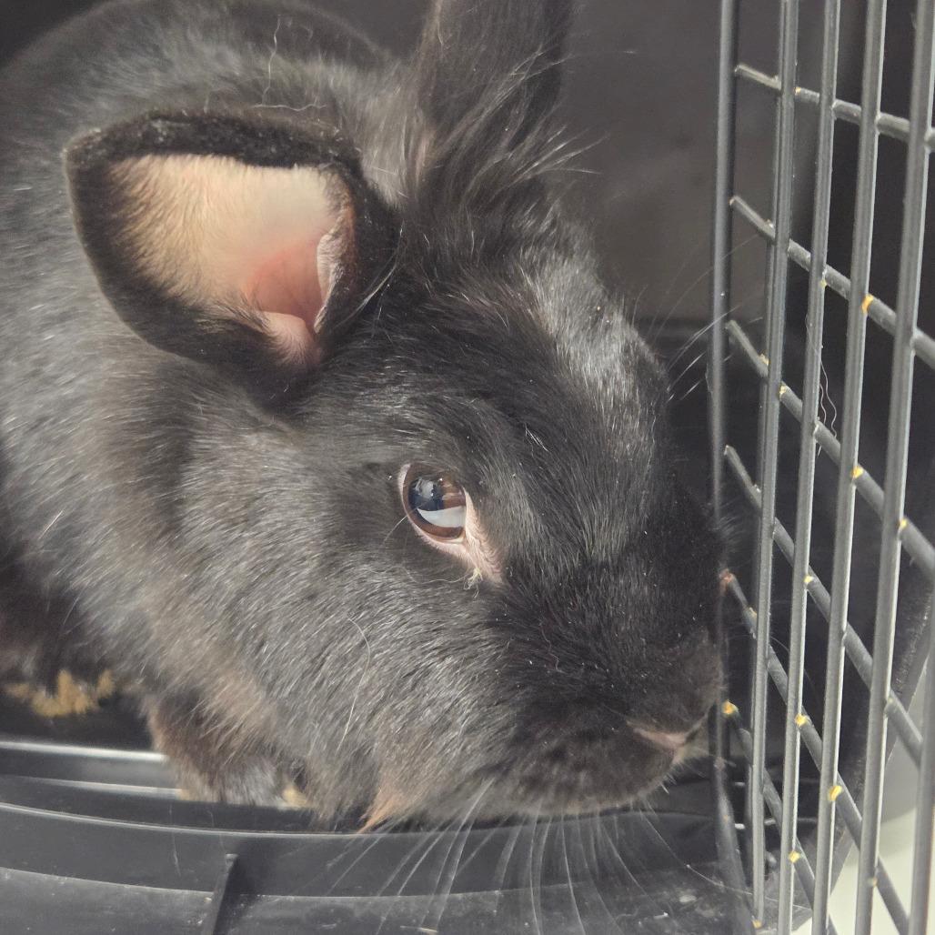 Anne Bronte, Adoptable, Young Female American.