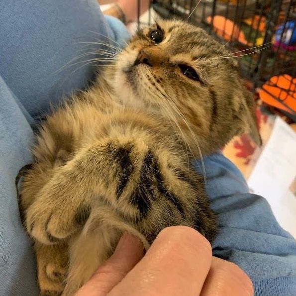 Enlarge Gin Ricky, a Adoptable Tabby in Hawley, PA image 2/5