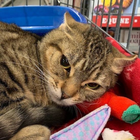 Enlarge Gin Ricky, a Adoptable Tabby in Hawley, PA image 1/5