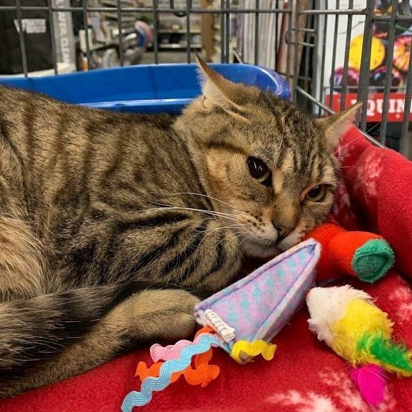 Enlarge Gin Ricky, a Adoptable Tabby in Hawley, PA image 3/5