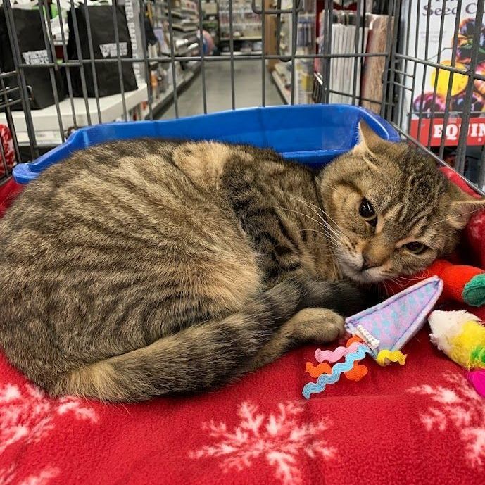 Enlarge Gin Ricky, a Adoptable Tabby in Hawley, PA image 4/5