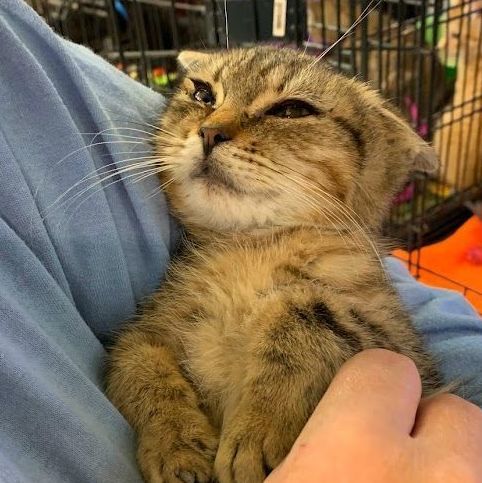 Enlarge Gin Ricky, a Adoptable Tabby in Hawley, PA image 5/5