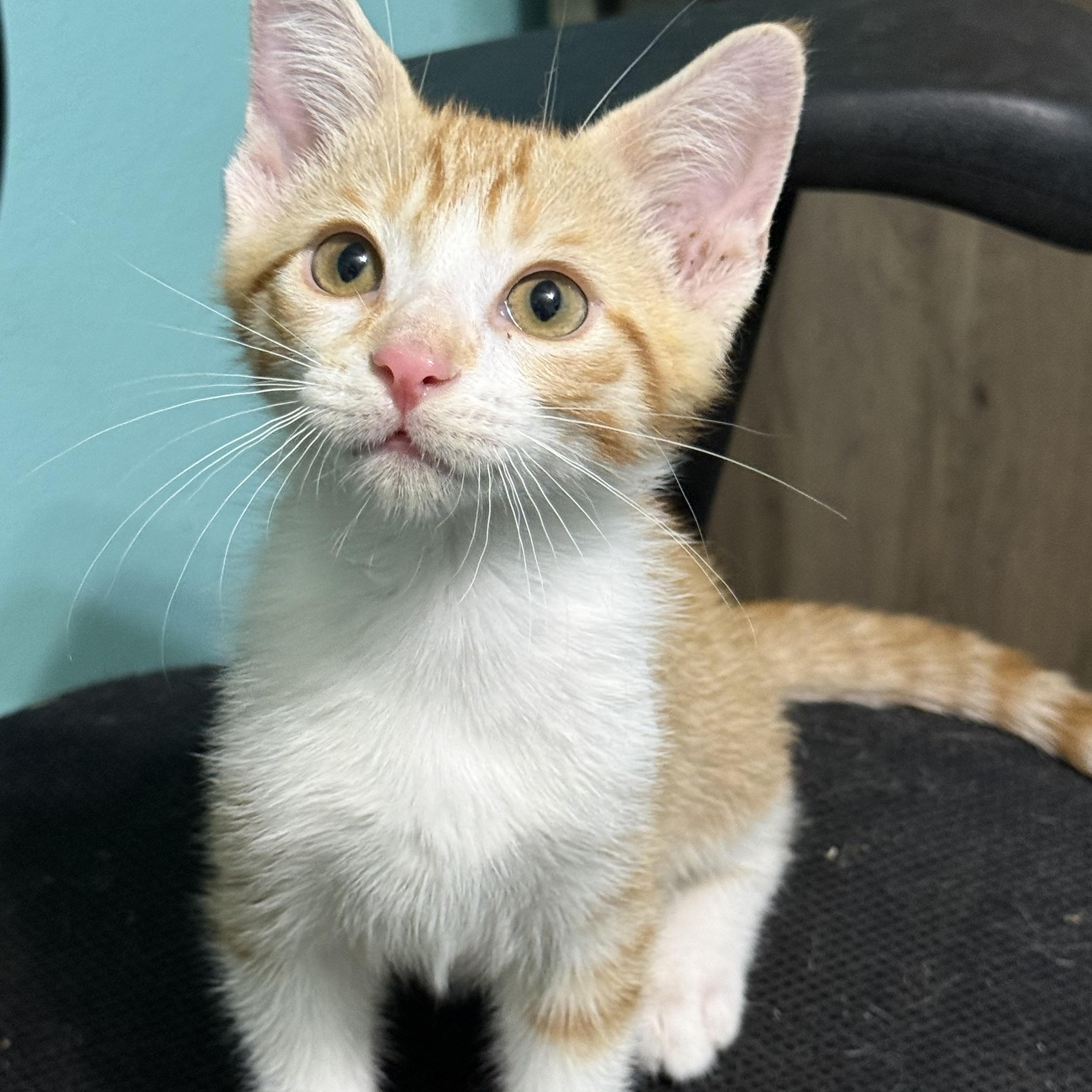 Frankie, Adoptable, Kitten Male Domestic Short Hair & Tabby.