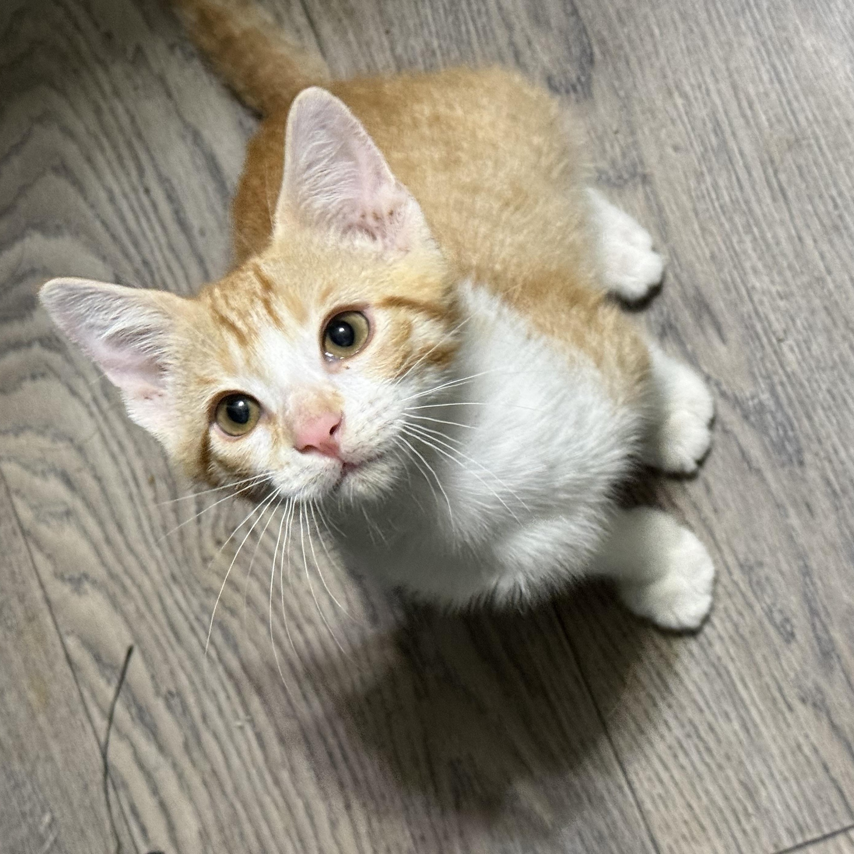 Enlarge Frankie, a Adoptable mixed breed in Omaha, NE image 3/5
