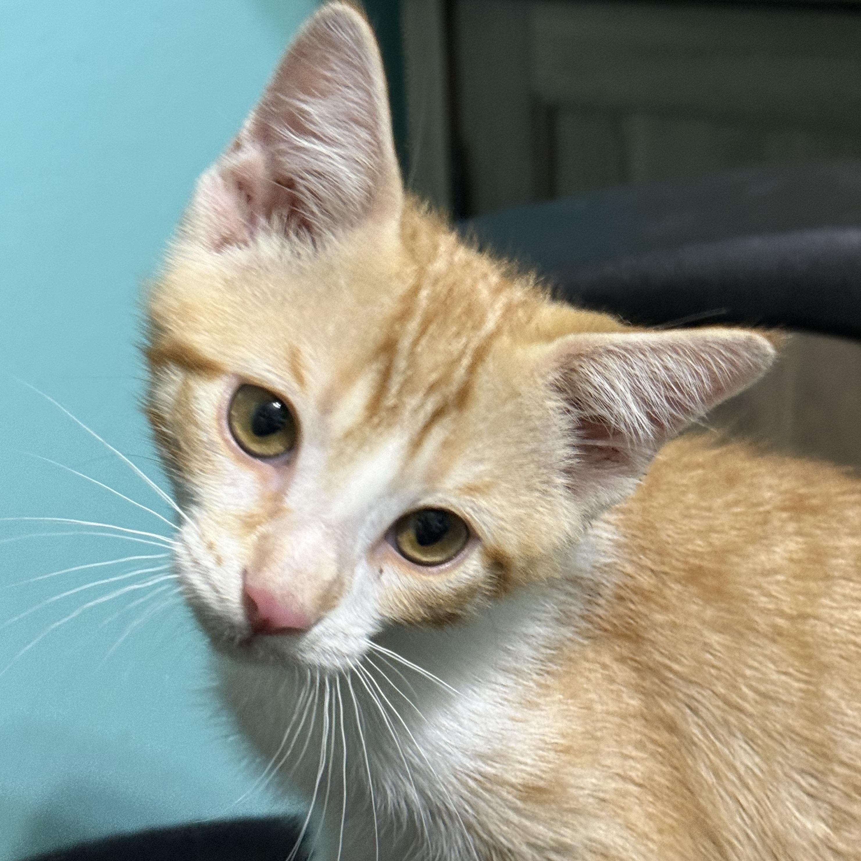 Enlarge Frankie, a Adoptable mixed breed in Omaha, NE image 5/5