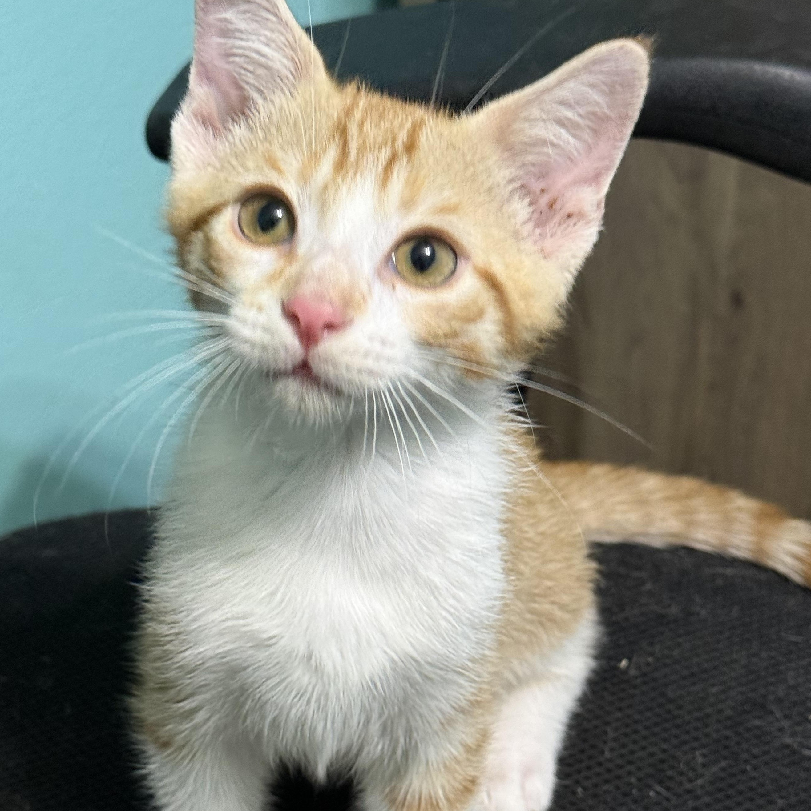 Enlarge Frankie, a Adoptable mixed breed in Omaha, NE image 2/5