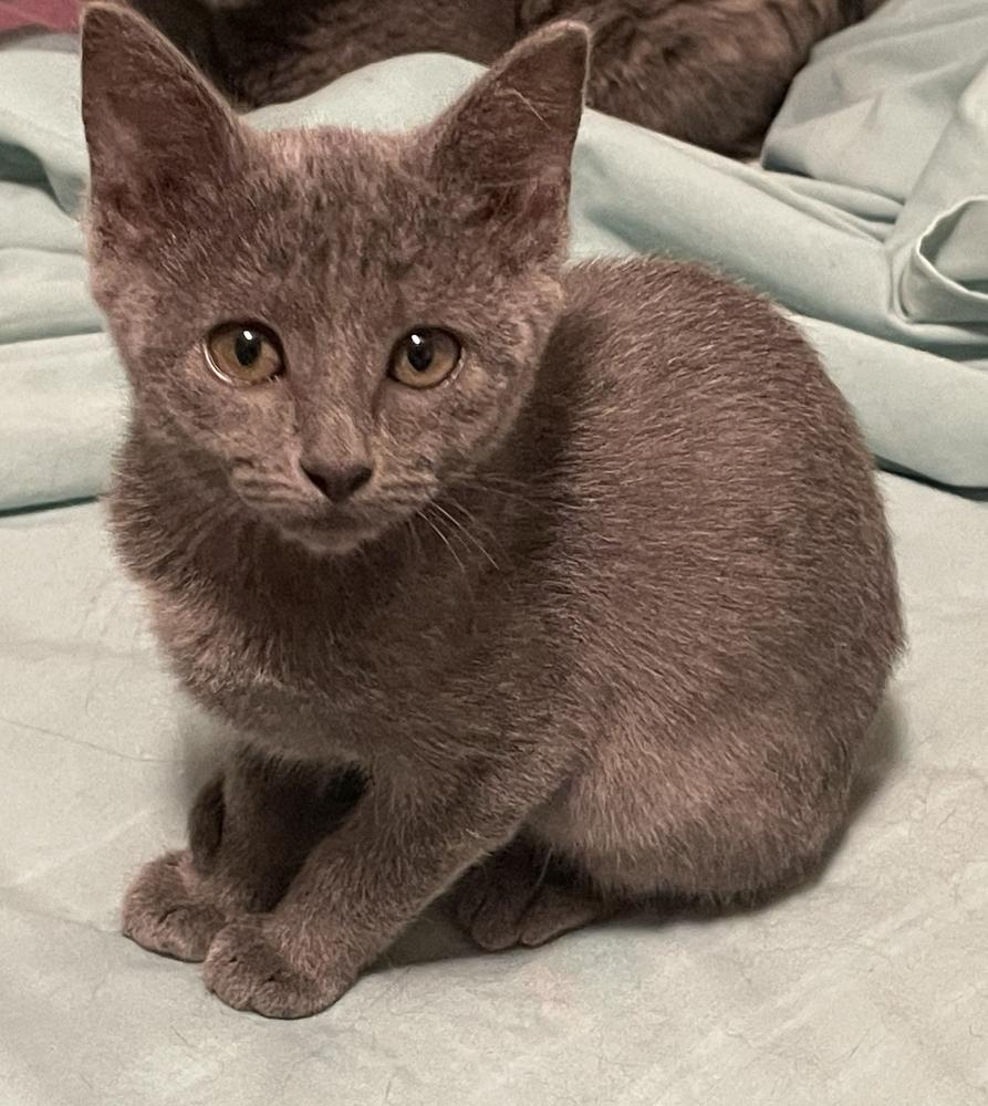 Anne, Adoptable, Kitten Female Russian Blue & Domestic Short Hair.