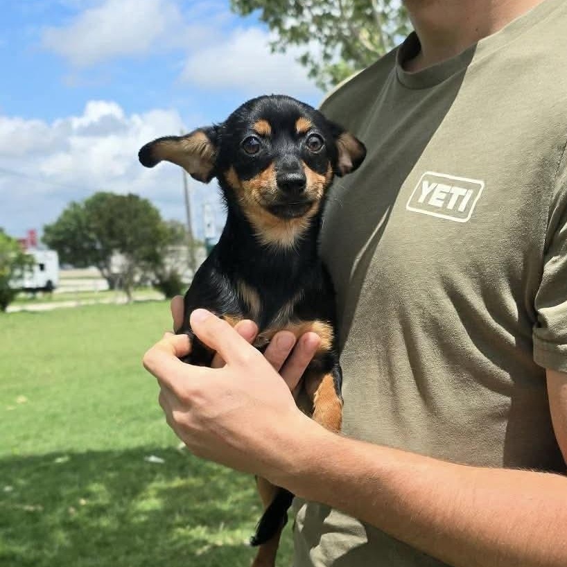 Enlarge Muffin, an adopted mixed breed in Wimberley, TX image 6/6